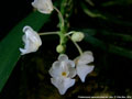 Photo : Phalaenopsis appendiculata