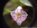Photo : Phalaenopsis appendiculata