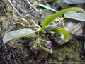 Photo : Phalaenopsis appendiculata