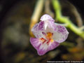Photo : Phalaenopsis appendiculata