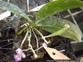 Photo : Phalaenopsis appendiculata