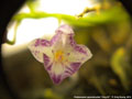 Photo : Phalaenopsis appendiculata