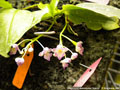 Photo : Phalaenopsis appendiculata