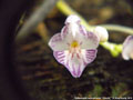 Photo : Phalaenopsis appendiculata
