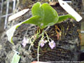 Photo : Phalaenopsis appendiculata