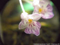Photo : Phalaenopsis appendiculata