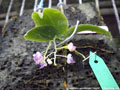 Photo : Phalaenopsis appendiculata