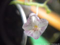 Photo : Phalaenopsis appendiculata