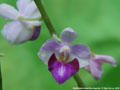 Photo : Phalaenopsis San Shia Appendo