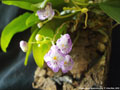 Photo : Phalaenopsis appendiculata