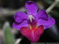 Photo : Phalaenopsis San Shia Appendo