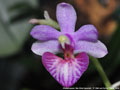 Photo : Phalaenopsis San Shia Appendo