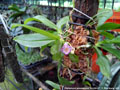 Photo : Phalaenopsis appendiculata