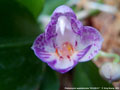Photo : Phalaenopsis appendiculata