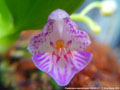 Photo : Phalaenopsis appendiculata