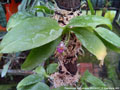 Photo : Phalaenopsis appendiculata