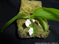 Photo : Phalaenopsis appendiculata