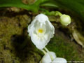 Photo : Phalaenopsis appendiculata