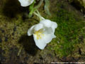Photo : Phalaenopsis appendiculata