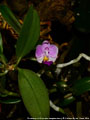 Photo : Phalaenopsis Pornwalee Jongdamkerng