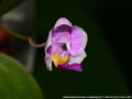 Photo : Phalaenopsis Pornwalee Jongdamkerng