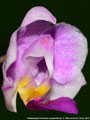 Photo : Phalaenopsis Pornwalee Jongdamkerng