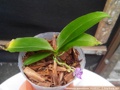 Photo : Phalaenopsis appendiculata