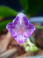 Photo : Phalaenopsis appendiculata