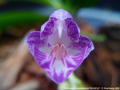 Photo : Phalaenopsis appendiculata