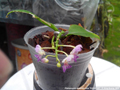 Photo : Phalaenopsis appendiculata