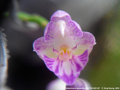 Photo : Phalaenopsis appendiculata