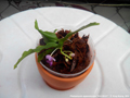 Photo : Phalaenopsis appendiculata