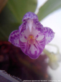 Photo : Phalaenopsis appendiculata