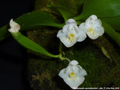 Photo : Phalaenopsis appendiculata