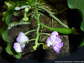 Photo : Phalaenopsis appendiculata