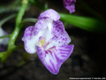 Photo : Phalaenopsis appendiculata