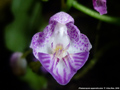 Photo : Phalaenopsis appendiculata