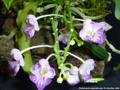 Photo : Phalaenopsis appendiculata