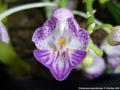 Photo : Phalaenopsis appendiculata