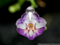 Photo : Phalaenopsis appendiculata