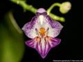 Photo : Phalaenopsis appendiculata