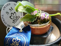 Photo : Phalaenopsis appendiculata