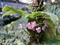 Photo : Phalaenopsis appendiculata