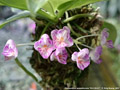 Photo : Phalaenopsis appendiculata