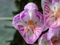 Photo : Phalaenopsis appendiculata