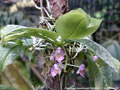 Photo : Phalaenopsis appendiculata