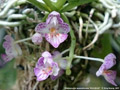 Photo : Phalaenopsis appendiculata