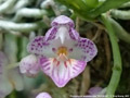 Photo : Phalaenopsis appendiculata