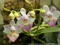 Photo : Phalaenopsis Pom d'Api