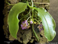 Photo : Phalaenopsis appendiculata
